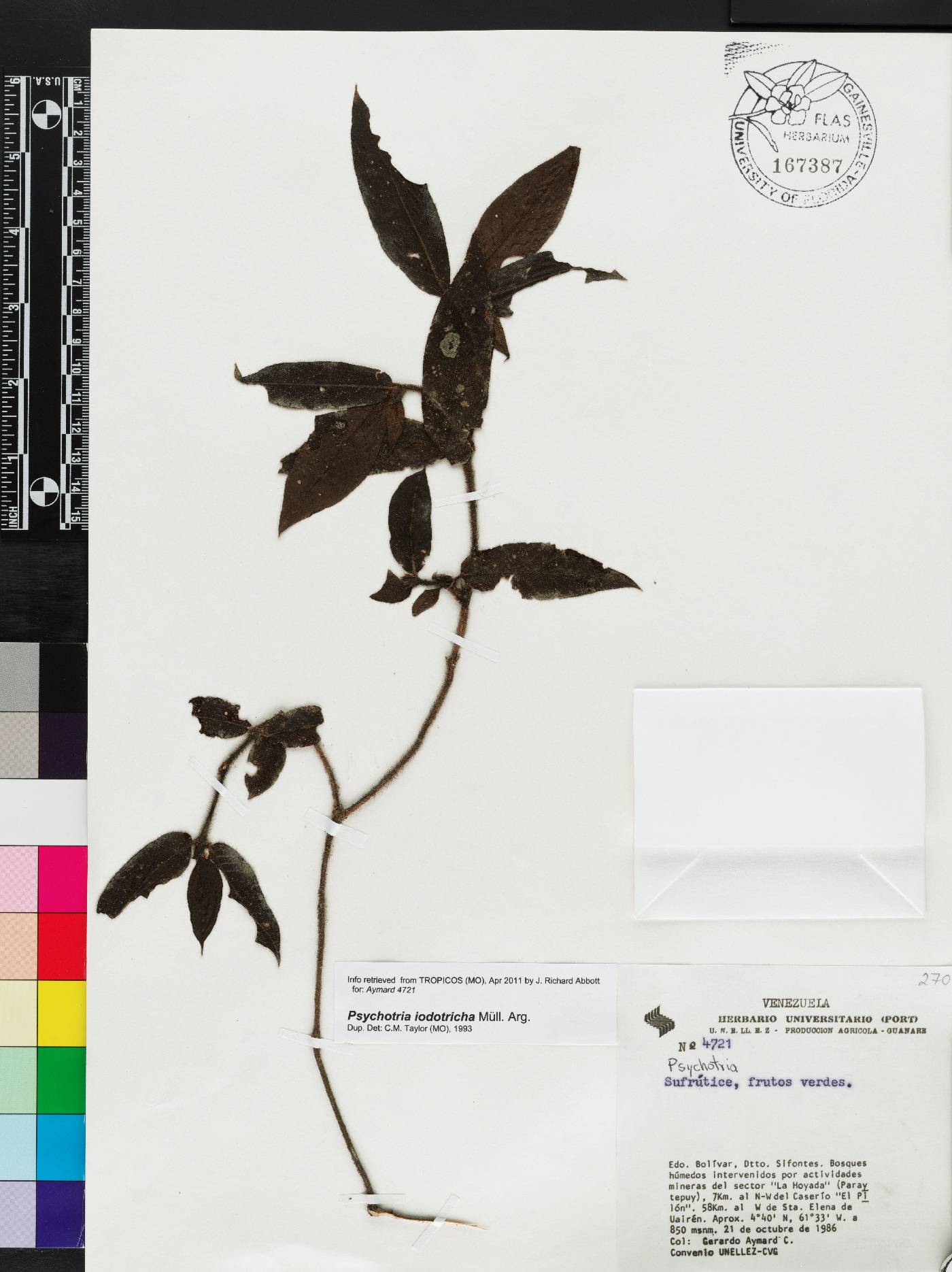 Psychotria iodotricha image