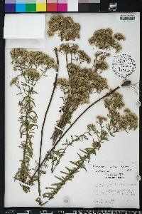 Eupatorium mohrii image