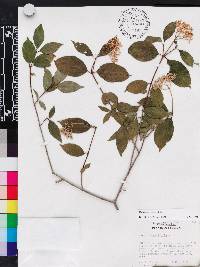 Cornus asperifolia image