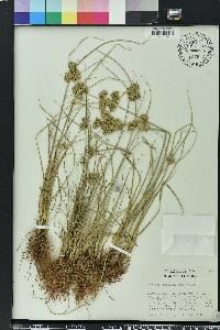Cyperus surinamensis image