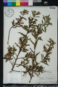 Ludwigia octovalvis image