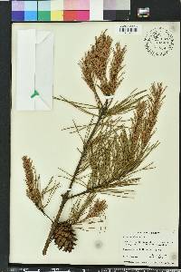 Pinus glabra image