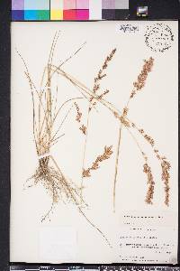 Eragrostis secundiflora image