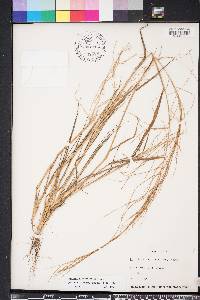 Leptochloa panicea image