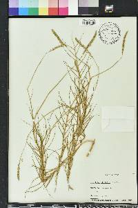 Sporobolus virginicus image
