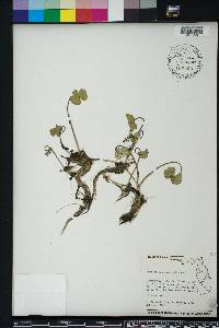 Hydrocotyle ranunculoides image