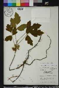 Toxicodendron pubescens image