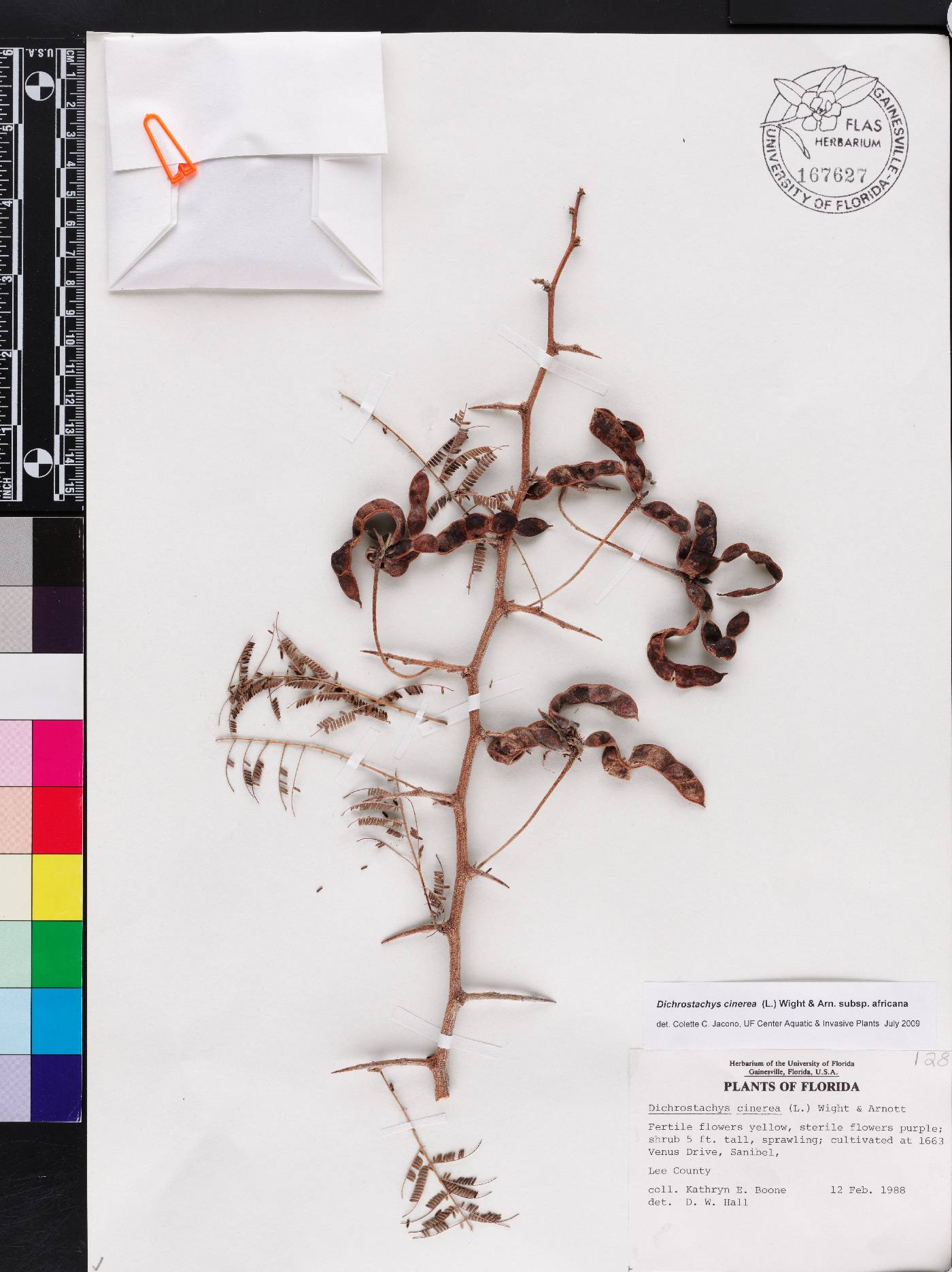 Dichrostachys cinerea subsp. africana image