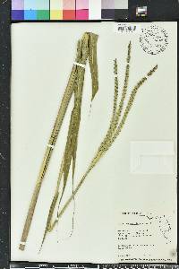 Tripsacum dactyloides image