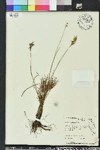 Juncus elliottii image