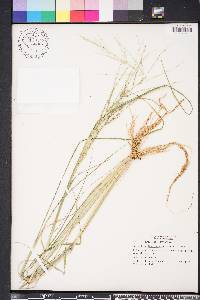 Diplachne fusca subsp. fascicularis image