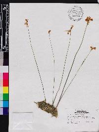Utricularia cornuta image
