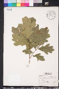 Quercus margarettae image