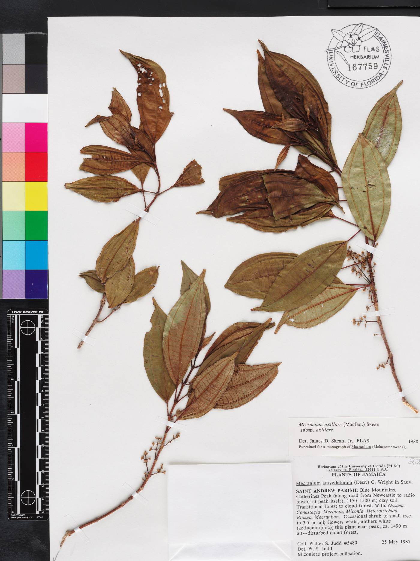 Miconia axillaris image