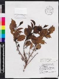 Miconia bahorucensis image