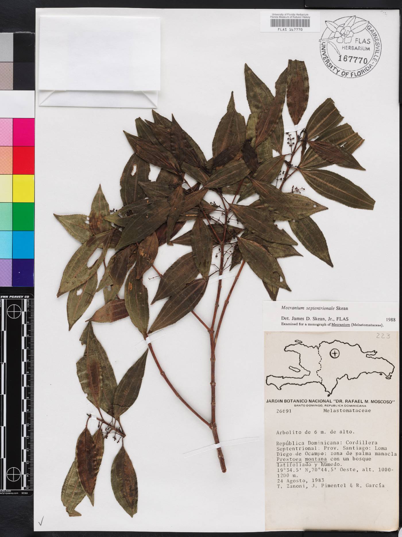Miconia ocampensis image