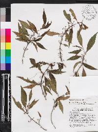 Miconia acuminoides image