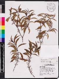 Miconia acuminoides image