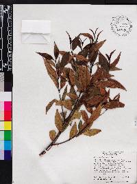 Miconia ayisyena image
