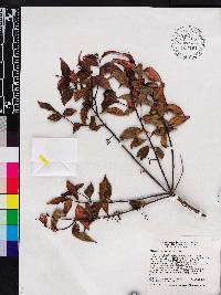 Miconia ayisyena image