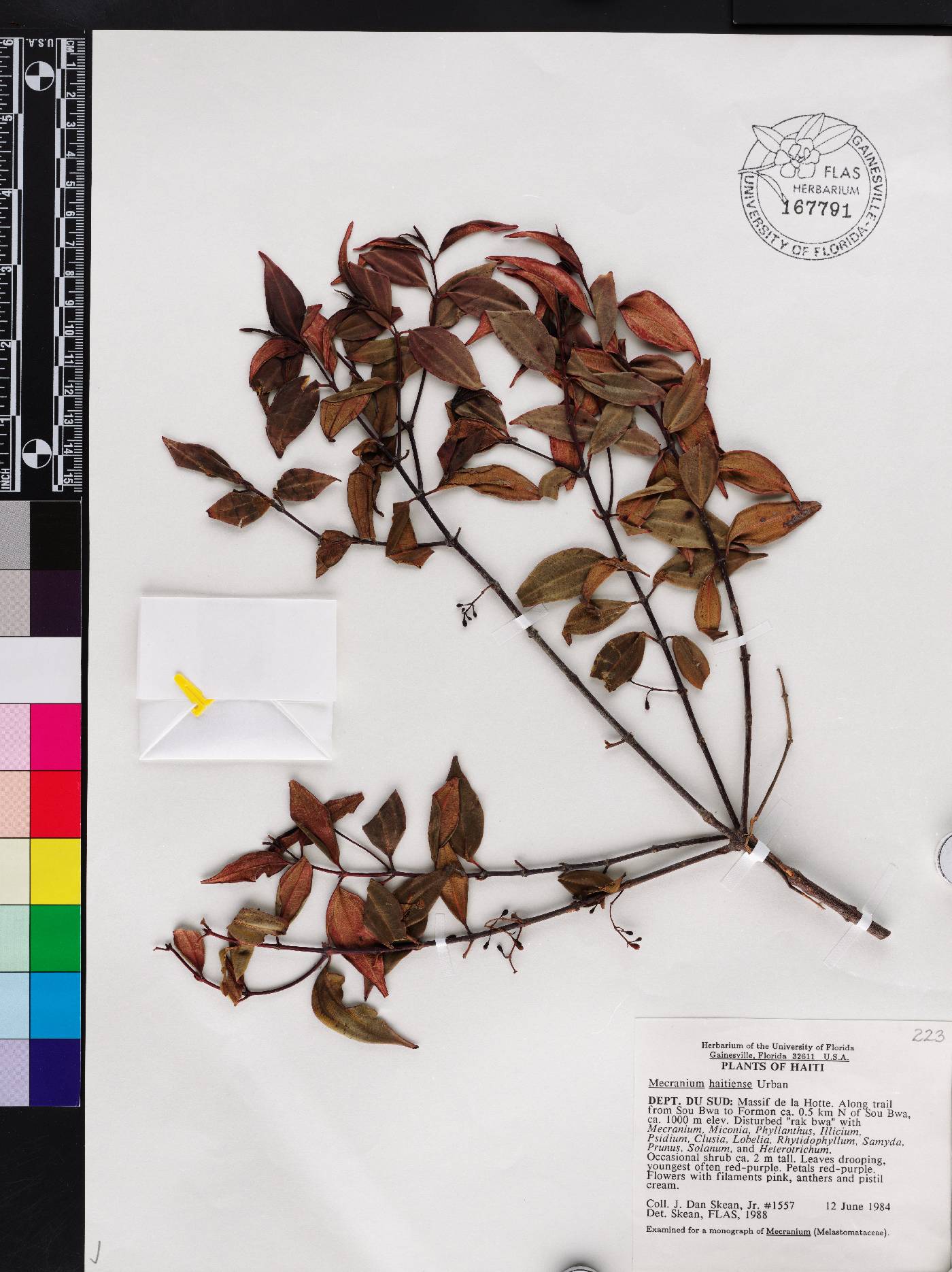 Miconia ayisyena image