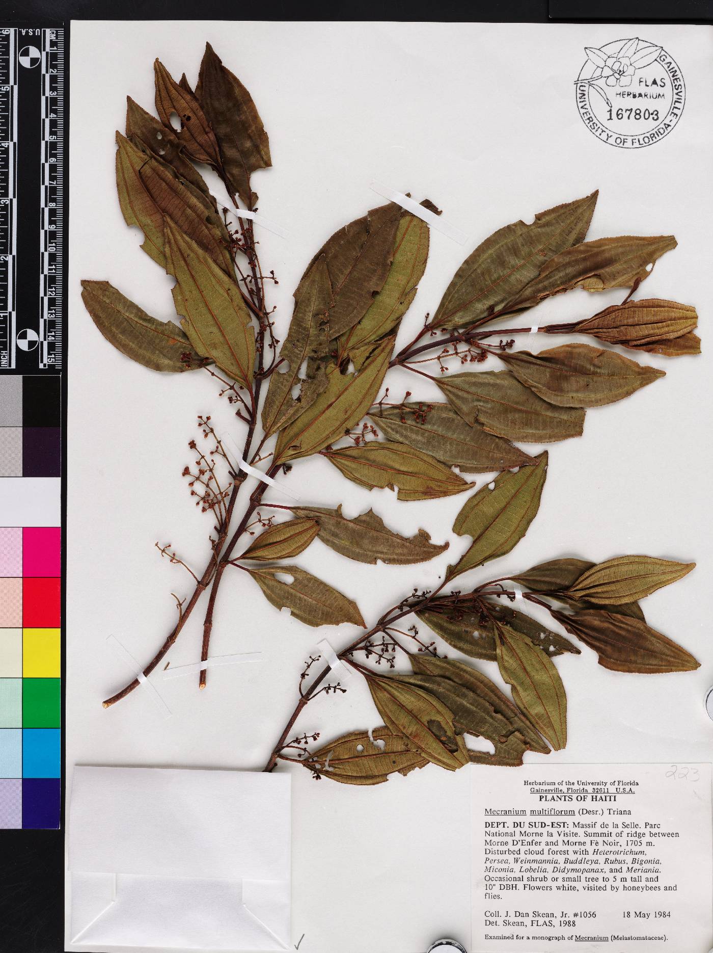 Miconia polyflora image