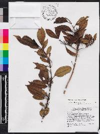 Miconia bahorucensis image
