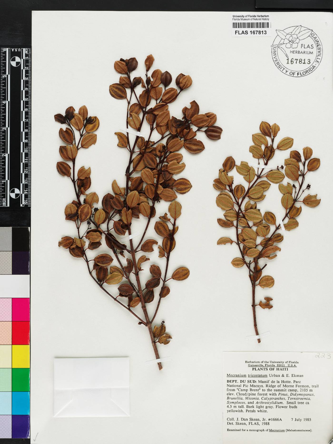 Miconia tricostata image