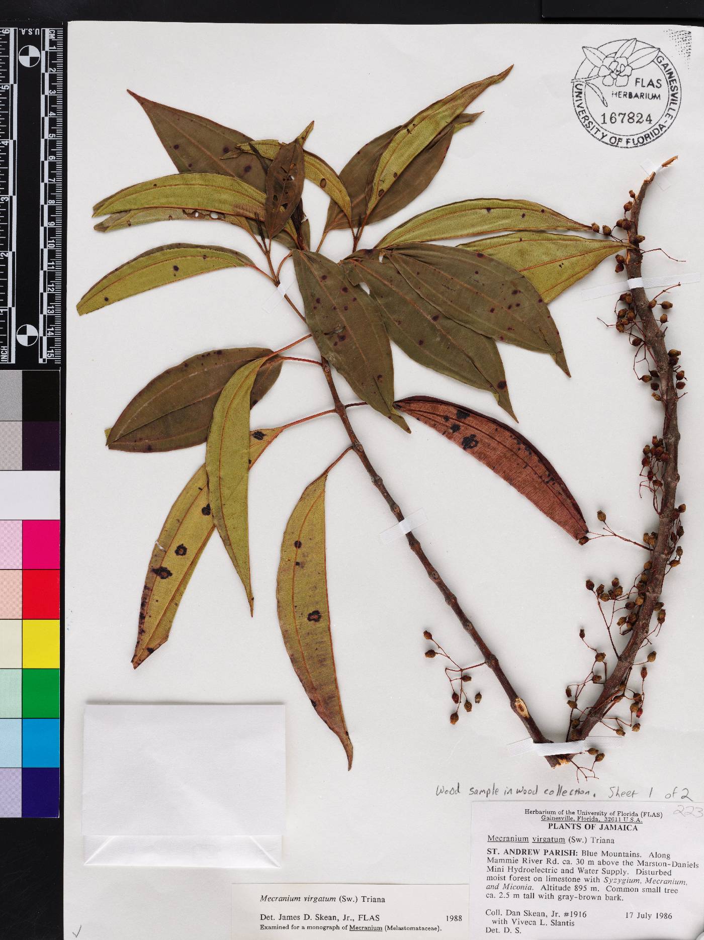 Miconia virgata image