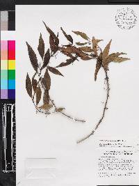 Miconia acuminoides image