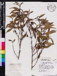 Miconia acuminoides image