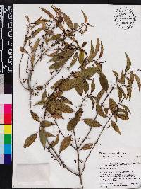 Miconia acuminoides image