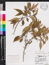 Miconia acuminoides image