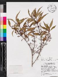Miconia acuminoides image