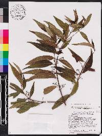 Miconia acuminoides image