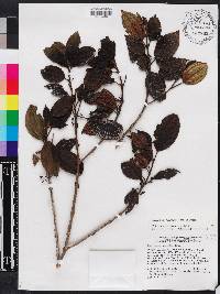 Miconia hirticaulis image