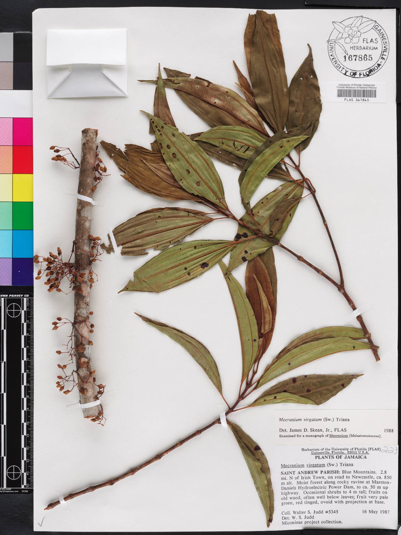 Miconia virgata image