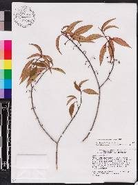 Miconia acuminoides image