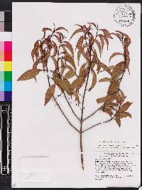 Miconia acuminoides image