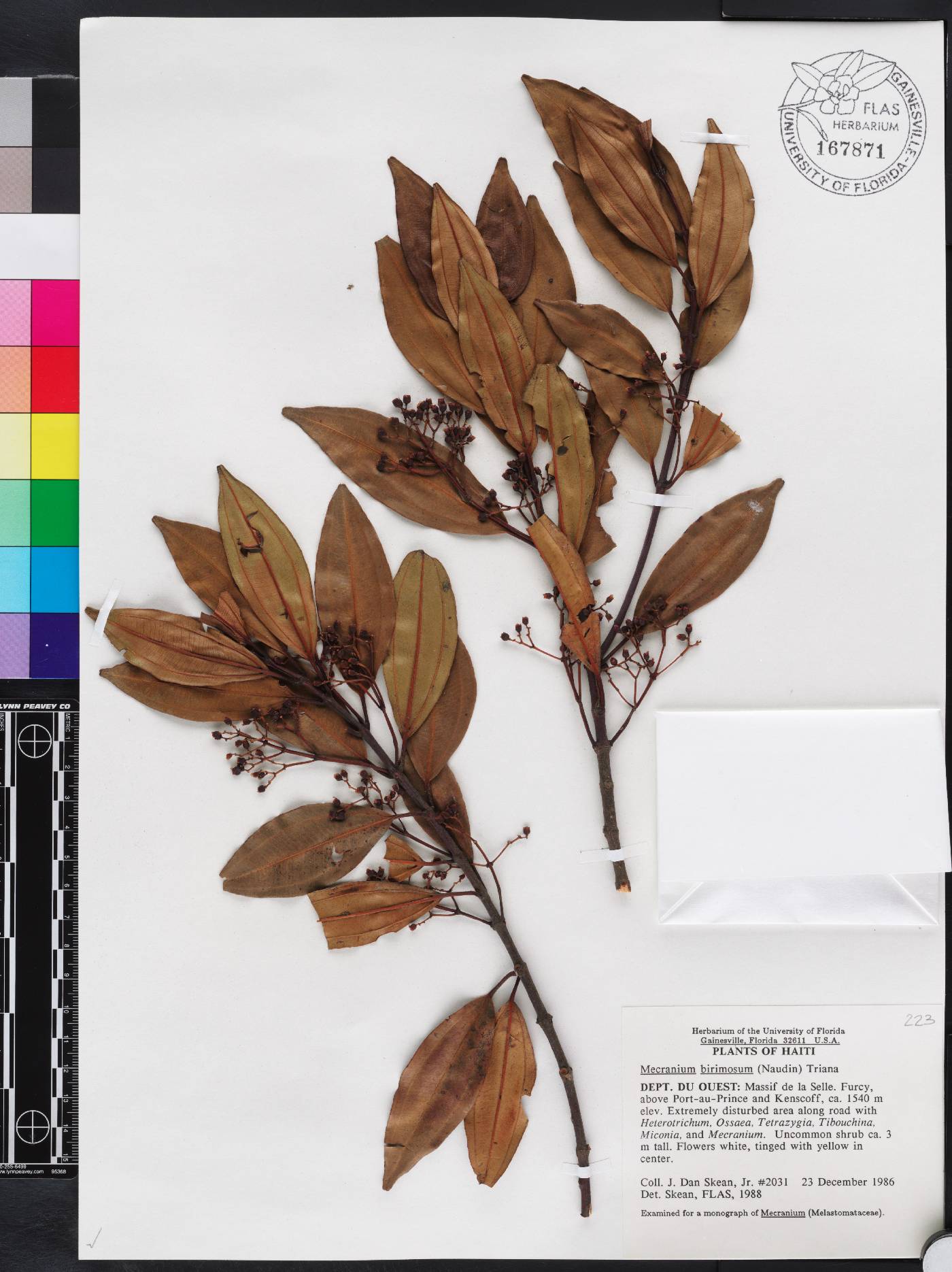 Miconia birimosa image