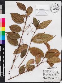 Miconia crassinervis image