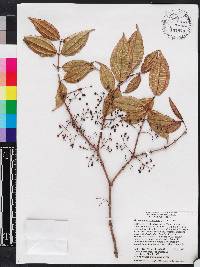Miconia crassinervis image