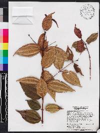 Miconia crassinervis image