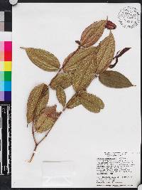 Miconia crassinervis image