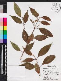 Miconia axillaris subsp. axillaris image