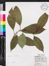 Miconia axillaris image