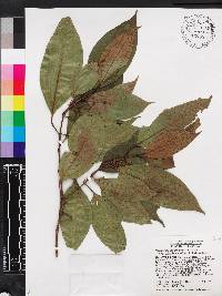 Miconia axillaris image