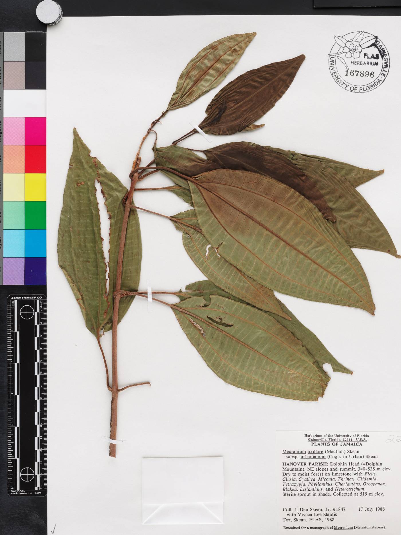 Miconia axillaris subsp. urbaniana image