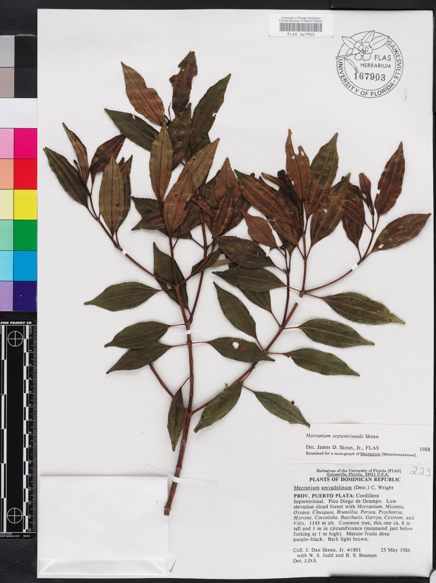 Miconia ocampensis image