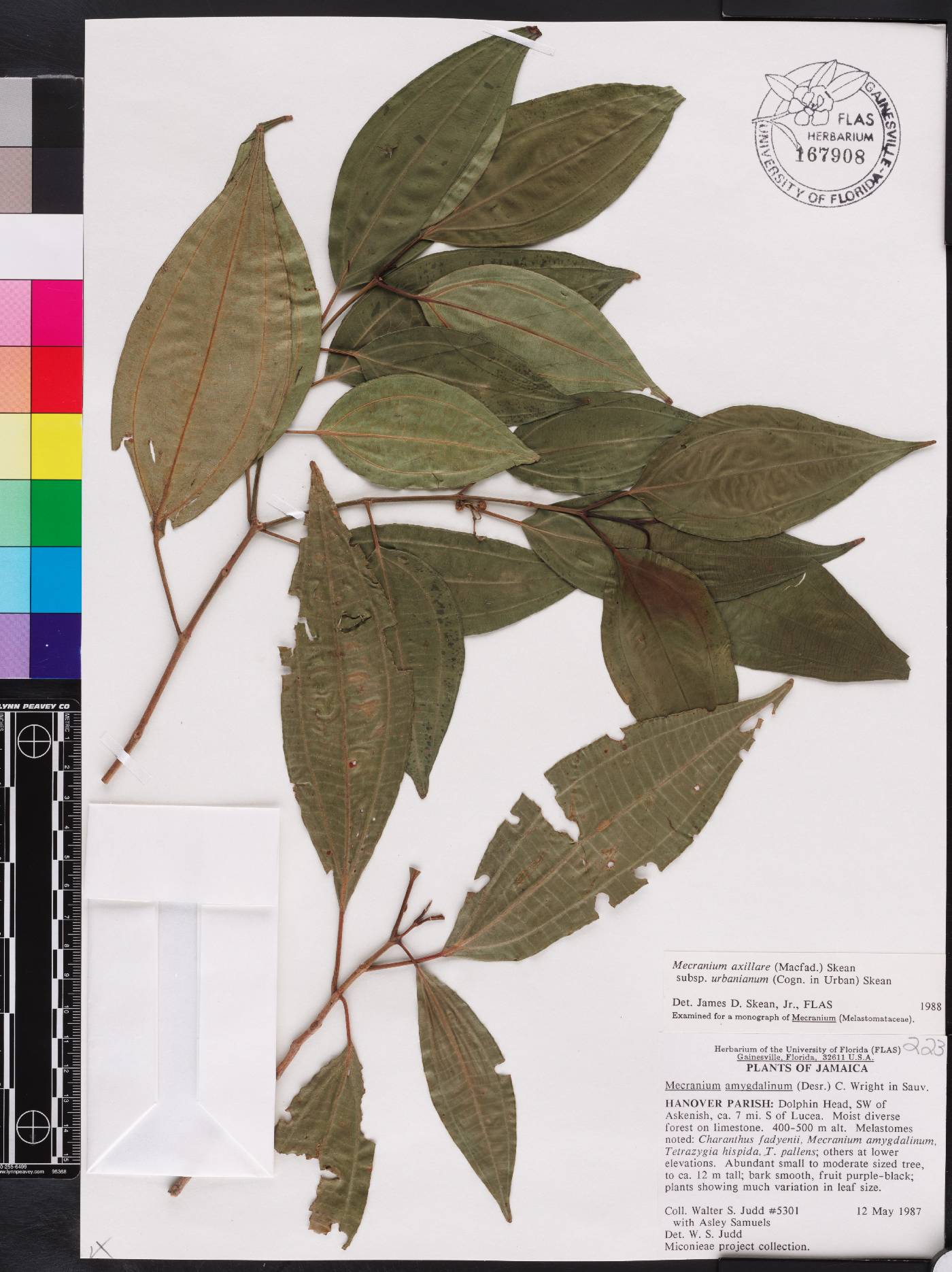 Miconia axillaris subsp. urbaniana image